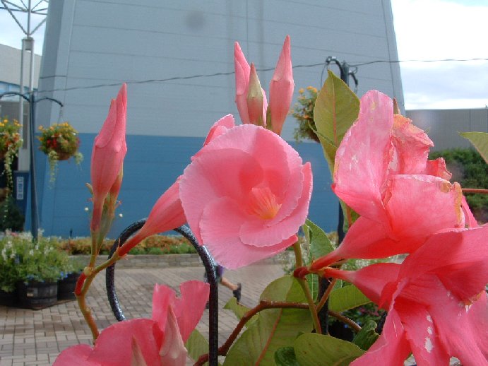 image.gif