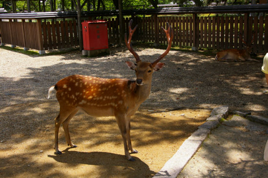 image.gif