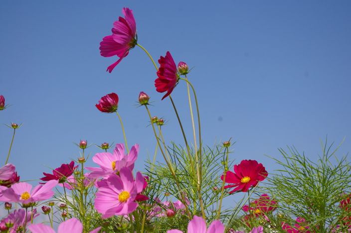 image.gif