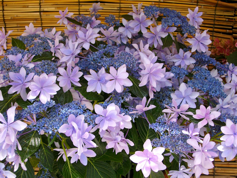 image.gif